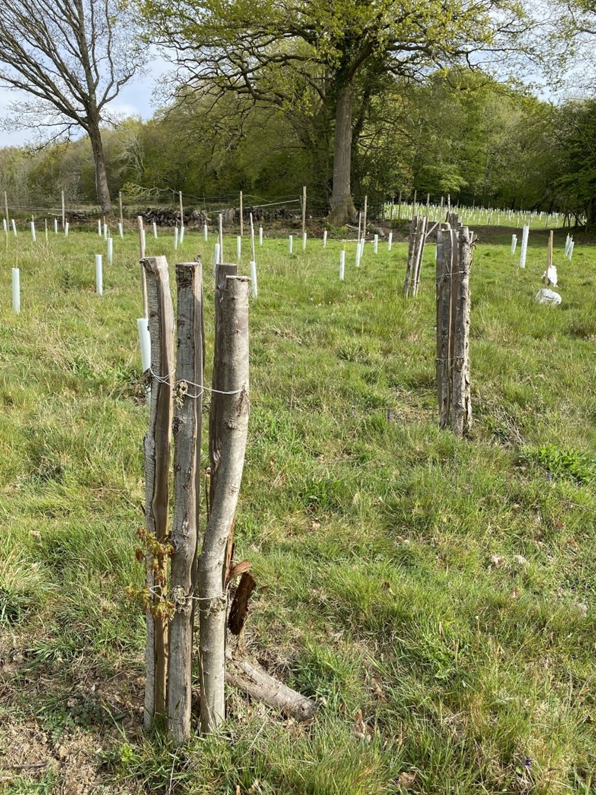 trialling sweet chestnut and wool as an alternative to traditional plastic tree guards