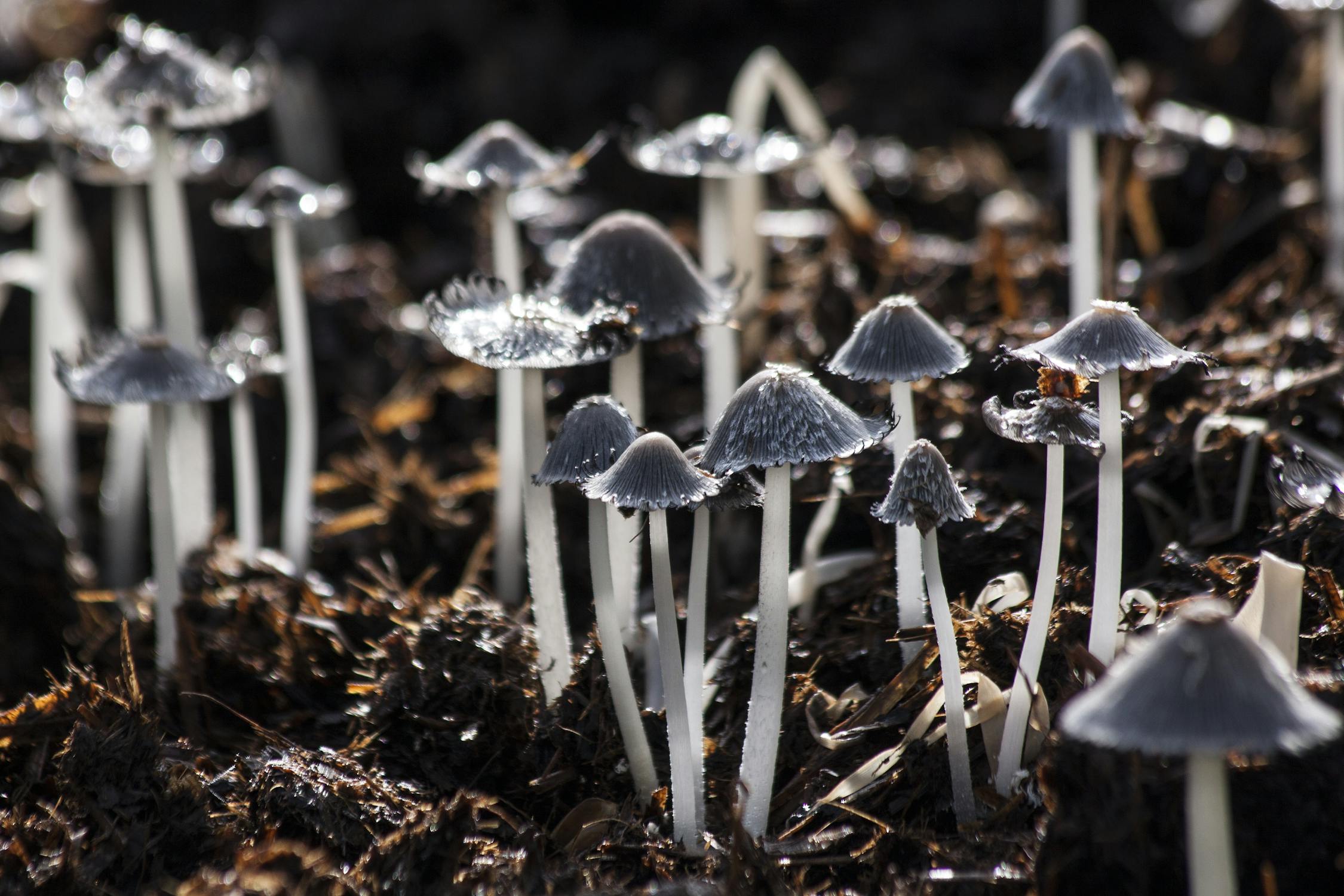 mushrooms soil